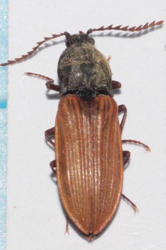 Réf. 269 341 : Anostirus parumcostatus